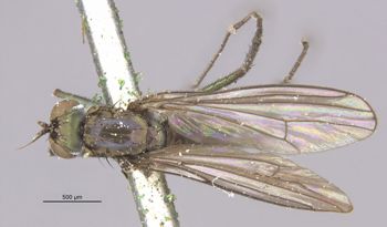 Media type: image;   Entomology 12936 Aspect: habitus dorsal view